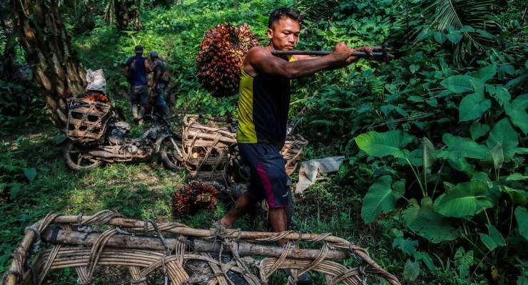 Indonesia has banned the export of palm oil because of a domestic shortage (Image: EPA/Dedi Sinuhaji)