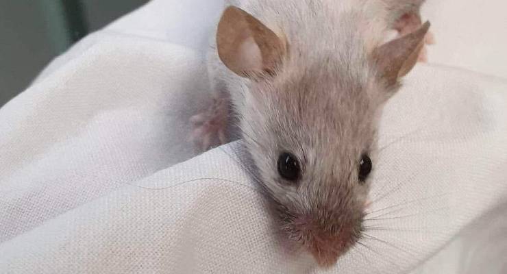 An irradiated lab mouse who black fur has been turned white (Image: Supplied)