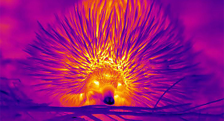 A thermal image of an echidna