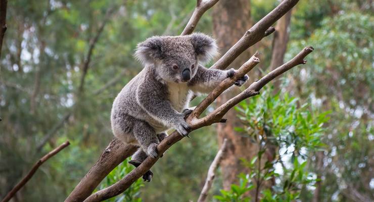 A wild koala climbing a tree (Image: Adobe)