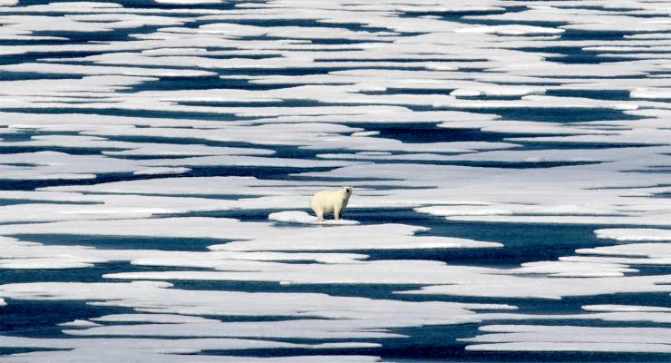 A polar bear in the Canadian Arctic Archipelago (Image: AAP/David Goldman)