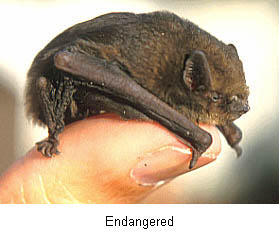 090529pipistrelle