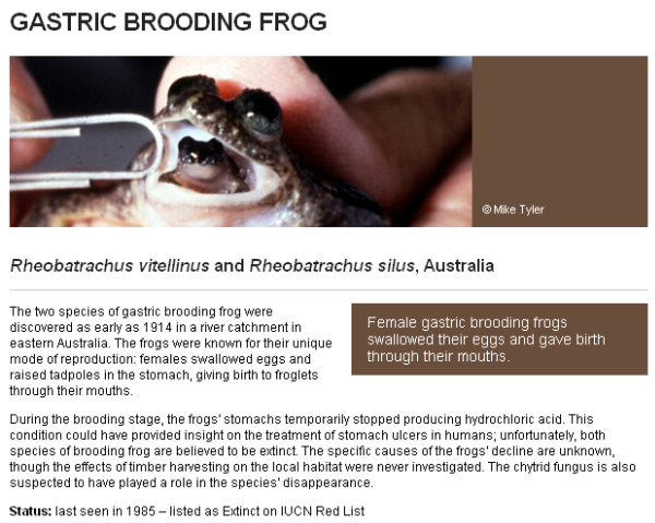 9-08-2010 gastricbroodingfrog