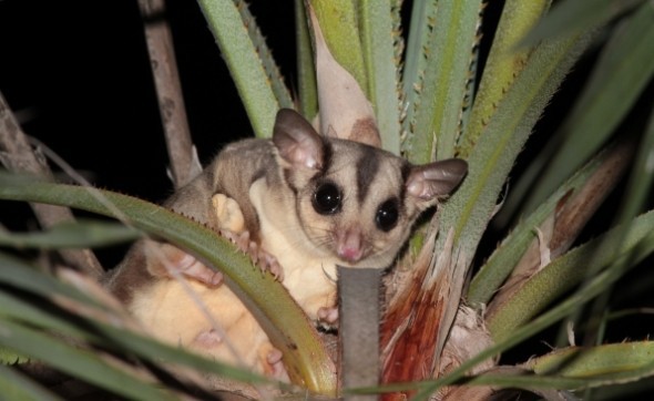 sugar glider