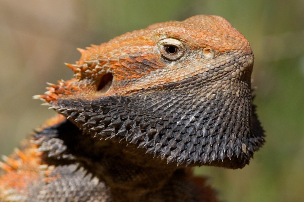 the Bearded Dragon's magnificent beard...