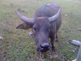 I for one would like to welcome our Water Buffalo Overlords