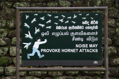 Beware hornets.