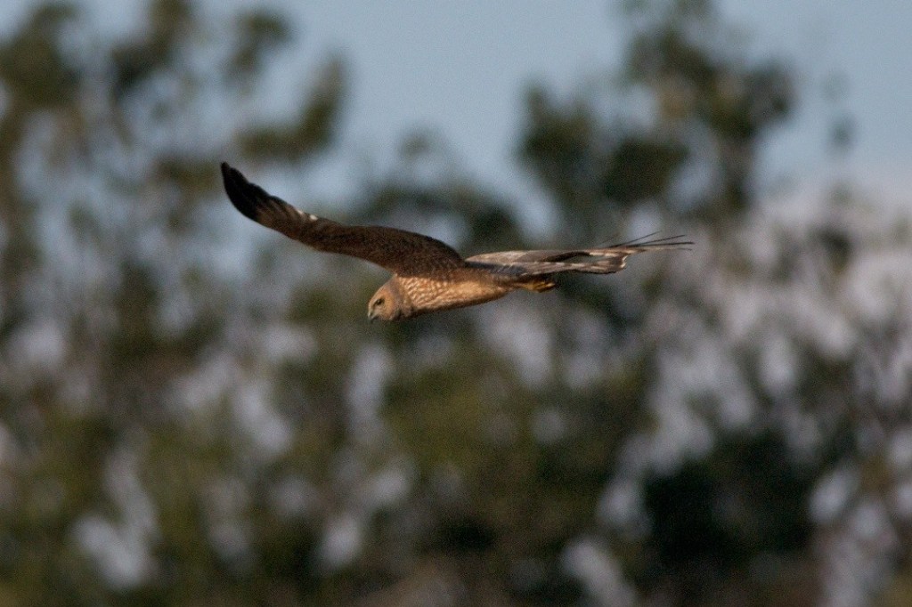 Second year Spotted Harrier Circus assimilis