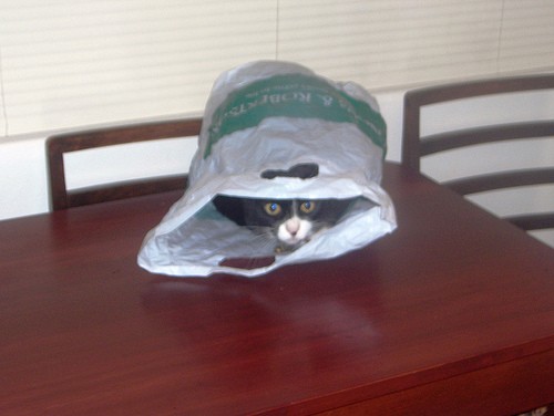 cats-out-of-the-bag