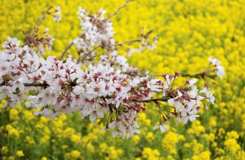 japan flowers