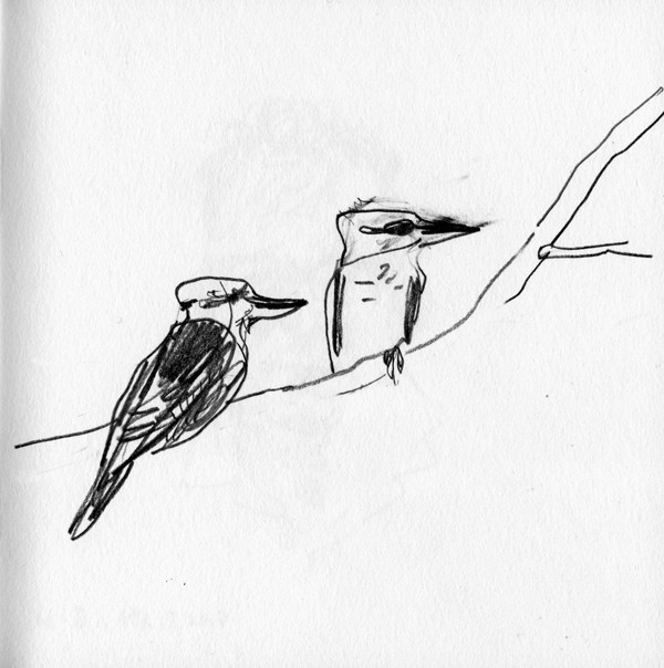 kookaburras2