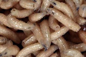 maggots