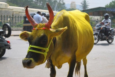 pongal